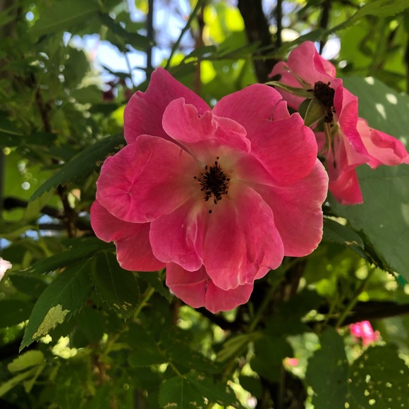 Meet your Posher, Jill - Picture 1 of 1